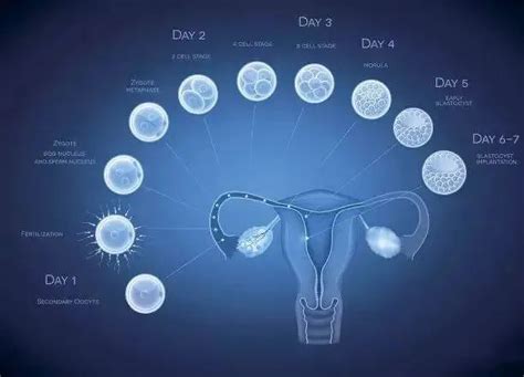 间充质干细胞移植治疗卵巢早衰的作用机制及应用前景 - 知乎