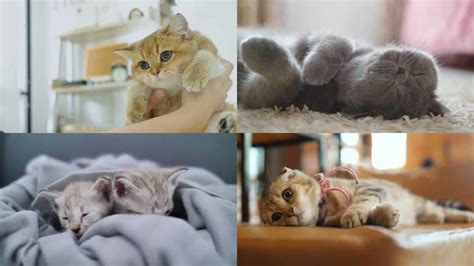 新生小猫的7个照顾技巧，如何照顾刚出生的幼猫 | 大王猫-专注于猫咪和狗狗的宠物网站