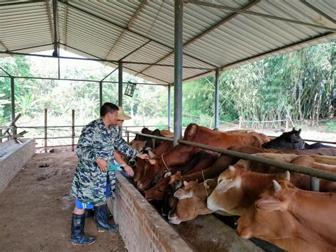 勐腊县活体牛养殖专项整治取得阶段性成果