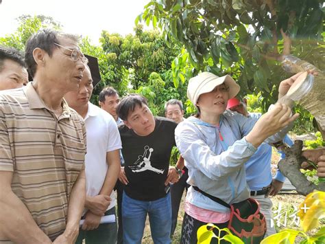 多措推广绿色高效技术，惠来全力推进荔枝高质量发展_房产资讯_房天下