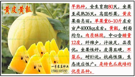 黄皮甜王西瓜种子种籽树无籽正宗小麒麟8424四季高产特大巨型懒汉-阿里巴巴