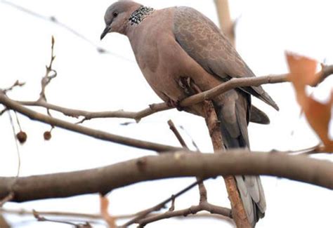 寻常可见的“野鸽子”珠颈斑鸠，通常为一夫一妻制|斑鸠|珍珠|珠颈斑鸠_新浪新闻