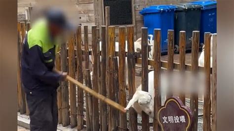 羊头伸栅栏外遭工作人员暴打，青岛动物园：外包场地_凤凰网视频_凤凰网