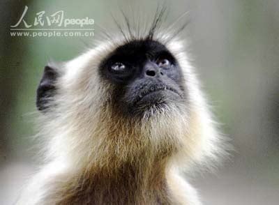 大白鼻长尾猴是几级保护动物-大白鼻长尾猴多少钱-大白鼻长尾猴寿命