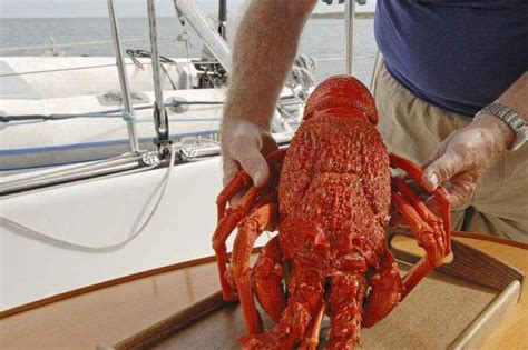 世界上最大的龙虾——塔斯马尼亚龙虾|淡水|龙虾|塔斯马尼亚_新浪新闻
