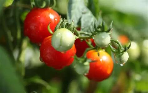 番茄植株生长阶段。素材图片免费下载-千库网