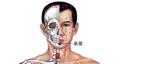 承浆的准确位置图图片 承浆的准确位置图图片