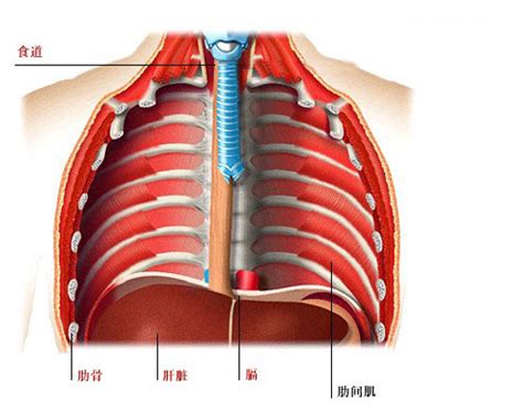 胸部器官解剖图-人体解剖图,_医学图库