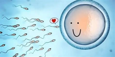 睿梵优孕 | 精子是如何成熟与获能的？_附睾_运动_睾丸