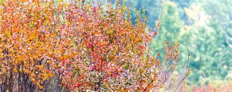 专家解析：棣棠与棠棣不是一种花，它们之间真的是有区别的哦！-新闻中心-江苏沭阳长景园林苗木场