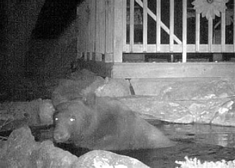 美国加州黑熊闯民居鱼池玩水 - 神秘的地球 科学|自然|地理|探索