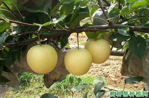 梨树种植方法，附种植管理技术 - 农敢网