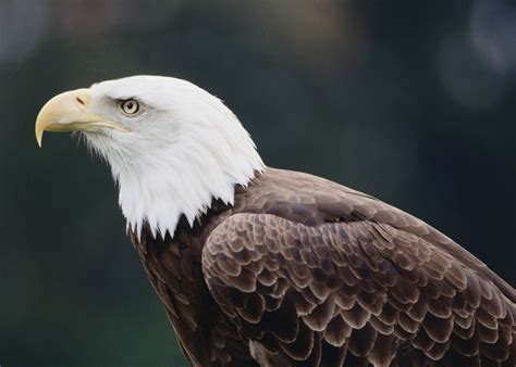 Bald Eagle Profile Wallpaper - Free Eagle Downloads