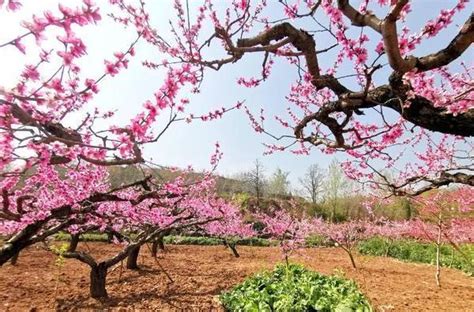 西安植物园春季花展来啦！！！--陕西省西安植物园 陕西省植物研究所