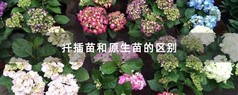 实生苗和组培苗有何区别 哪个好-种植技术-中国花木网