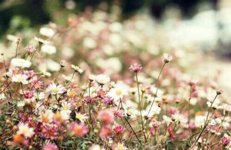 雏菊的花语是天真、和平、希望、纯洁的美以… - 堆糖，美图壁纸兴趣社区
