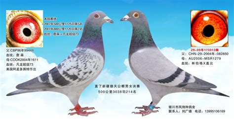 晨光鸽业新建赛鸽棚-中国信鸽信息网相册
