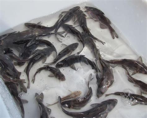重庆淡水鱼养殖|重庆水产品批发|重庆淡水鱼批发|重庆八家余农业