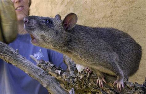 美国纽约发现罕见变异老鼠 身体全长60厘米_新浪图片