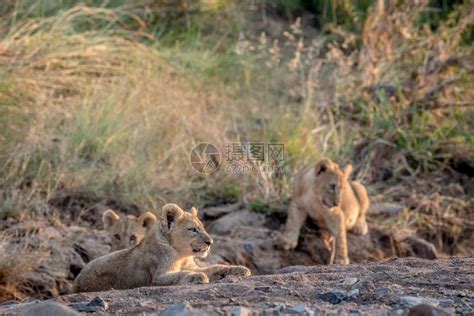 三只狮子幼崽躺在南非皮拉内斯贝格公园的岩石河床上高清图片下载-正版图片307072278-摄图网