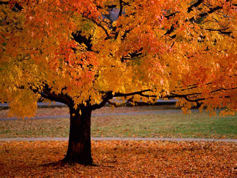 秋天 树林 河流 秋天的树叶风景壁纸-壁纸图片大全