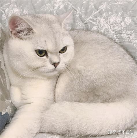 银点猫怎么看品相好不好（银点和银渐层的区别介绍） - 胖萌舍宠物网