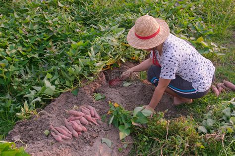 在花园里收获甜土豆的园丁点蔬菜土壤高清图片下载-正版图片307881110-摄图网