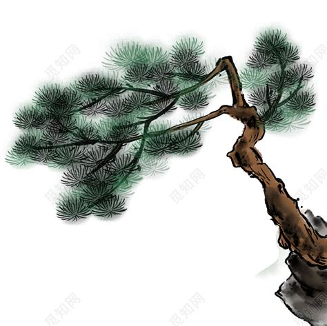 松树的基础画法图解，松树的各种画法，松树的结构及作画步骤详解