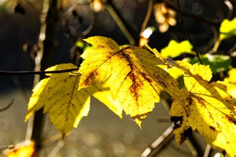 黄叶树木植物高清摄影大图-千库网