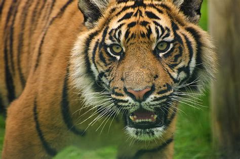 苏门答腊虎豹的肖像,蒂格里斯苏门答腊大猫被囚禁高清图片下载-正版图片300697996-摄图网