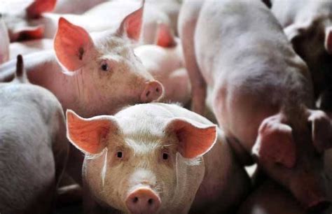 日本已有6个县的养猪场确认猪瘟疫情，大批猪被扑杀
