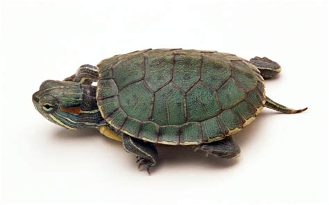 乌龟种类有哪些（18种常见的乌龟） – 碳资讯