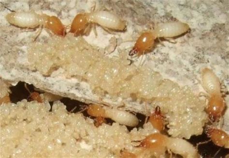 白蚁的防治措施：白蚁对建筑物的破坏_白蚁防治_除四害消杀灭虫网