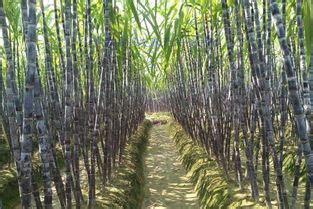 甘蔗几月种植最好-绿宝园林网