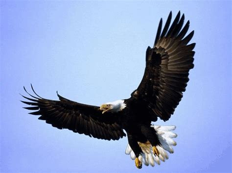 鹰、雕、鹫、隼、枭哪个是天空霸主_猛禽_体型_动物
