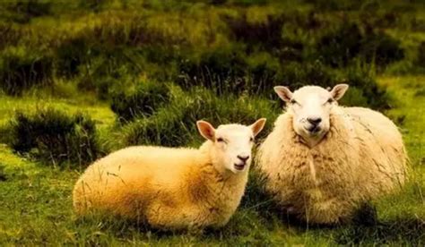 一月羊守空房二月羊三月羊什么意思 一月羊守空房二月羊三月羊靠南墙-善吉网