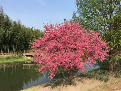人间四月芳菲尽 桃花盛放春满园 - 中国公园