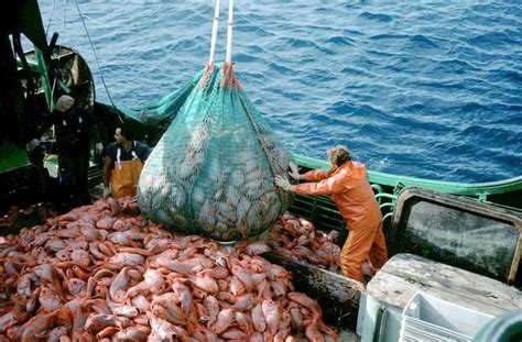 联合国警告：世界1/3海洋捕捞过度