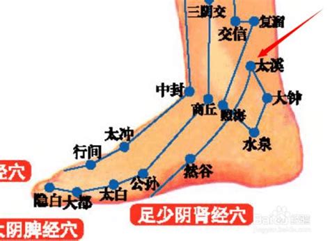 肾的经络位置图图片