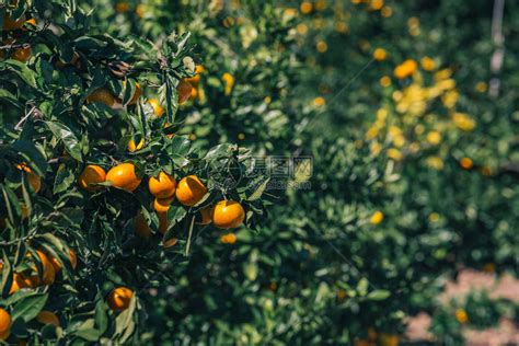 精选应季鲜橙 4斤装铂金果 单果约130-160g 新鲜水果-商品详情-菜管家