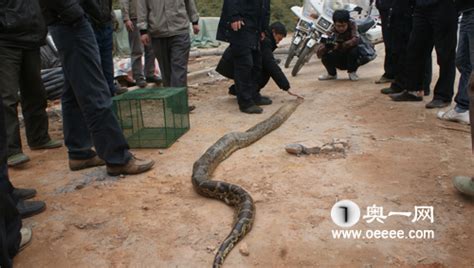 云南挖出16米长大蛇 云南澜沧巨蟒简介 - 红叶网