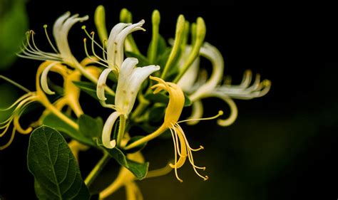 金银花，此名多么贵重，它确实是一种好植物！