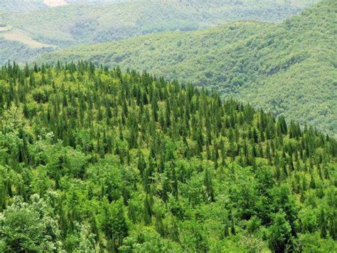 商城县黄柏山林场入选第二批全国森林可持续经营试点典型案例-中国搜索
