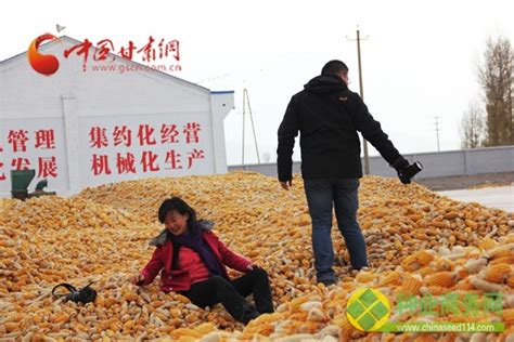 甘肃张掖：玉米种子金灿灿-人民图片网