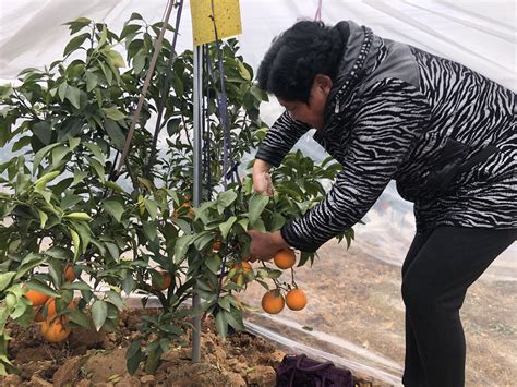 四川内江：柑橘丰收上市 供应节日市场-人民图片网