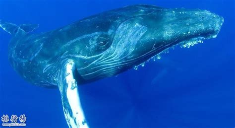 蓝鲸平均体重是多少 - 知乎