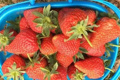 重庆黔江：草莓甜 采收忙 - 上游新闻·汇聚向上的力量