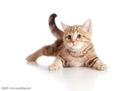 猫为什么会发出咕咕的声音 或踩奶