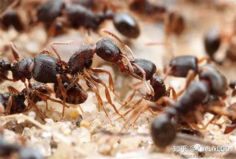 世界上最大的蚂蚁：非洲行军蚁，最大体长6厘米 - 好汉科普