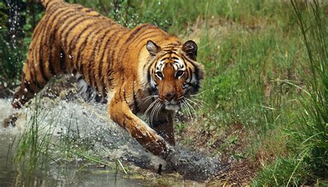老虎是怎么辨别气味的 - 阅品美食